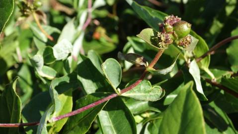 Fotografia da espécie Lonicera japonica