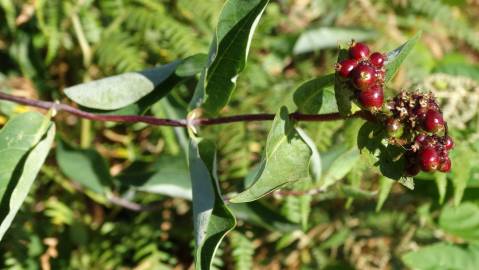 Fotografia da espécie Lonicera japonica