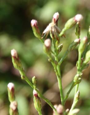 Fotografia 10 da espécie Aster squamatus no Jardim Botânico UTAD