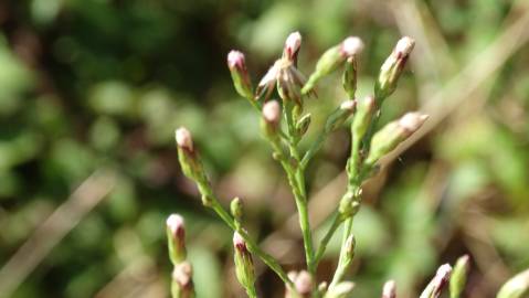 Fotografia da espécie Aster squamatus