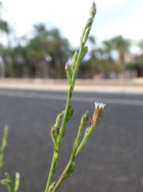 Fotografia da espécie Aster squamatus