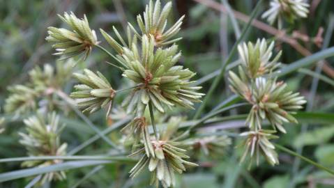 Fotografia da espécie Cyperus eragrostis