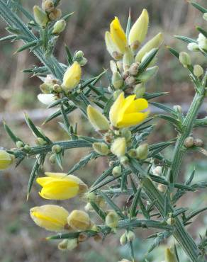 Fotografia 15 da espécie Ulex europaeus subesp. europaeus no Jardim Botânico UTAD