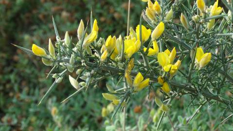 Fotografia da espécie Ulex europaeus subesp. europaeus