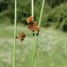 Fotografia 12 da espécie Juncus effusus do Jardim Botânico UTAD