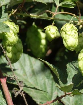 Fotografia 14 da espécie Humulus lupulus no Jardim Botânico UTAD