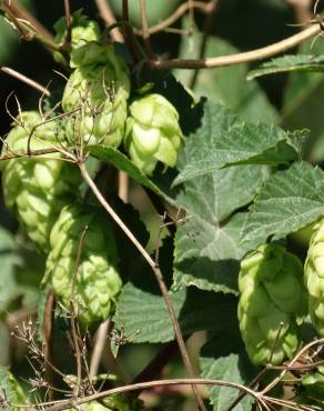 Fotografia 15 da espécie Humulus lupulus no Jardim Botânico UTAD