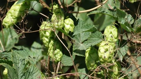 Fotografia da espécie Humulus lupulus