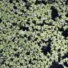 Fotografia 9 da espécie Lemna gibba do Jardim Botânico UTAD