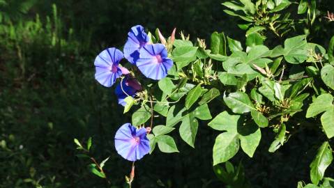 Fotografia da espécie Ipomoea indica