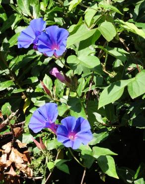 Fotografia 17 da espécie Ipomoea indica no Jardim Botânico UTAD