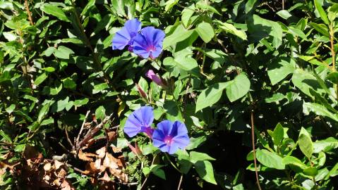 Fotografia da espécie Ipomoea indica