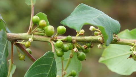 Fotografia da espécie Frangula alnus