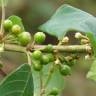 Fotografia 13 da espécie Frangula alnus do Jardim Botânico UTAD