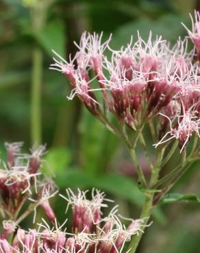 Fotografia 12 da espécie Eupatorium cannabinum subesp. cannabinum no Jardim Botânico UTAD