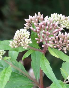 Fotografia 13 da espécie Eupatorium cannabinum subesp. cannabinum no Jardim Botânico UTAD