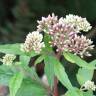 Fotografia 13 da espécie Eupatorium cannabinum subesp. cannabinum do Jardim Botânico UTAD