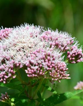 Fotografia 14 da espécie Eupatorium cannabinum subesp. cannabinum no Jardim Botânico UTAD