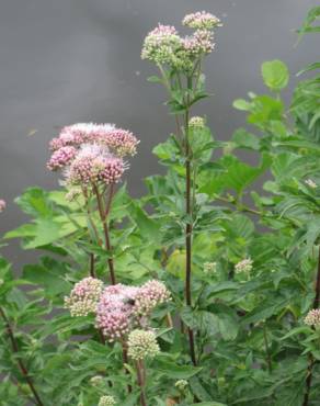 Fotografia 15 da espécie Eupatorium cannabinum subesp. cannabinum no Jardim Botânico UTAD