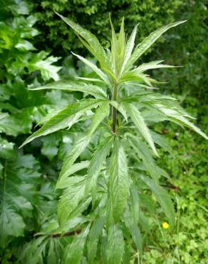 Fotografia 16 da espécie Eupatorium cannabinum subesp. cannabinum no Jardim Botânico UTAD