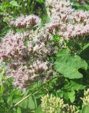 Fotografia 17 da espécie Eupatorium cannabinum subesp. cannabinum no Jardim Botânico UTAD