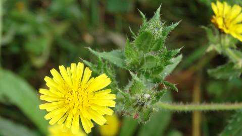 Fotografia da espécie Helminthotheca echioides