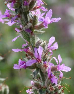 Fotografia 13 da espécie Lythrum salicaria no Jardim Botânico UTAD