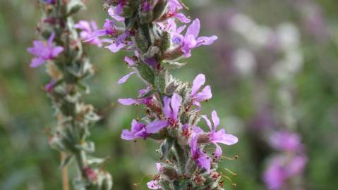 Fotografia da espécie Lythrum salicaria