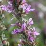 Fotografia 13 da espécie Lythrum salicaria do Jardim Botânico UTAD