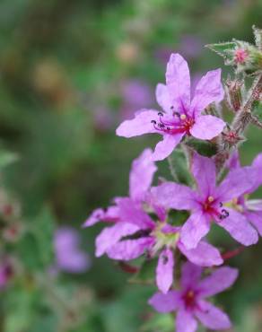 Fotografia 14 da espécie Lythrum salicaria no Jardim Botânico UTAD