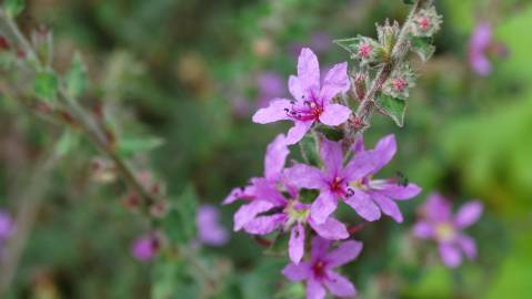 Fotografia da espécie Lythrum salicaria