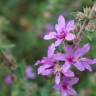 Fotografia 14 da espécie Lythrum salicaria do Jardim Botânico UTAD