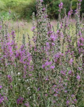 Fotografia 15 da espécie Lythrum salicaria no Jardim Botânico UTAD