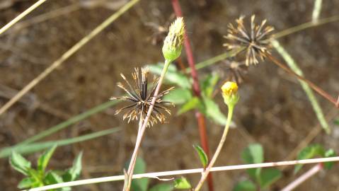 Fotografia da espécie Bidens pilosa