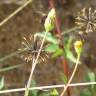 Fotografia 12 da espécie Bidens pilosa do Jardim Botânico UTAD