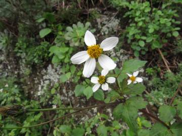 Fotografia da espécie Bidens pilosa