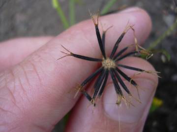 Fotografia da espécie Bidens pilosa