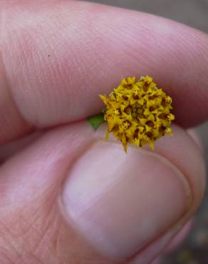 Fotografia 15 da espécie Bidens pilosa no Jardim Botânico UTAD