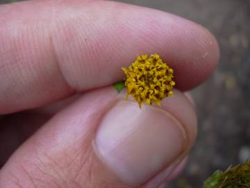 Fotografia da espécie Bidens pilosa