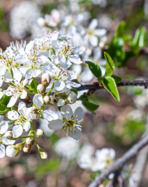 Fotografia 16 da espécie Prunus mahaleb no Jardim Botânico UTAD