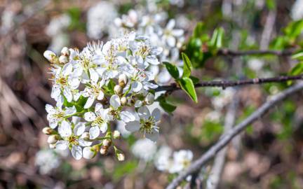 Fotografia da espécie Prunus mahaleb