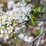 Fotografia 16 da espécie Prunus mahaleb do Jardim Botânico UTAD