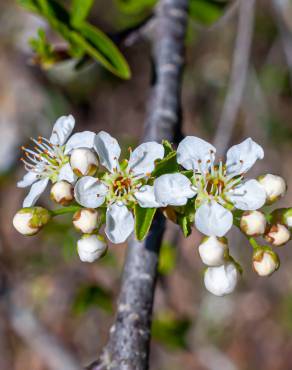 Fotografia 17 da espécie Prunus mahaleb no Jardim Botânico UTAD