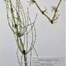 Fotografia de herbário 1 da espécie Equisetum arvense no Jardim Botânico UTAD