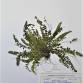 Fotografia 3 de herbário da espécie Asplenium trichomanes no Jardim Botânico UTAD