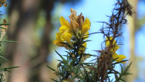 Fotografia da espécie Ulex europaeus subesp. europaeus