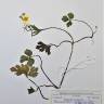 Fotografia de herbário 1 da espécie Ranunculus gregarius no Jardim Botânico UTAD