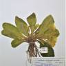 Fotografia de herbário 1 da espécie Primula acaulis no Jardim Botânico UTAD