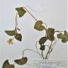 Fotografia de herbário 1 da espécie Viola riviniana no Jardim Botânico UTAD