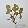 Fotografia de herbário 1 da espécie Viola riviniana no Jardim Botânico UTAD